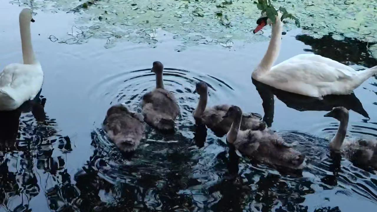 Esto dicen estos hermosos cisnes...🤣