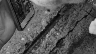 Gatos callejeros echan una 'pata' en busca de un gato perdido