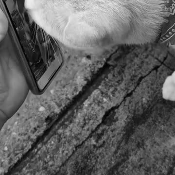 Gatos callejeros echan una 'pata' en busca de un gato perdido