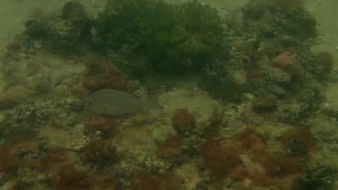 fishy close up 24 ns