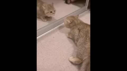 hilarious animal compilation 716 - funniest cats videos