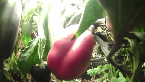 Come Explore With Me – Gen X Nature Stream | Live Pepper Jungle + Chill Vibes