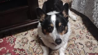 Sugar Biscuit Begs! (Shorts) #shorts