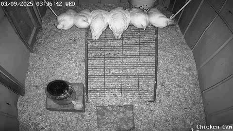 Millar Time Chicken Cam