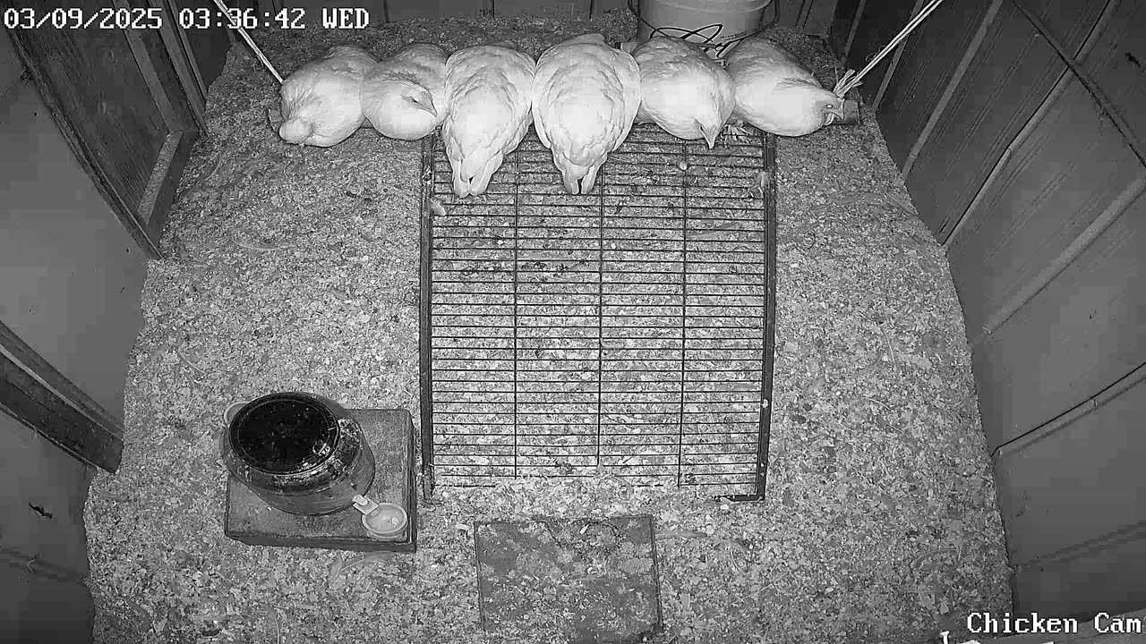 Millar Time Chicken Cam