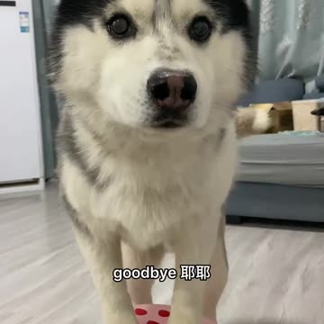 Cute husky