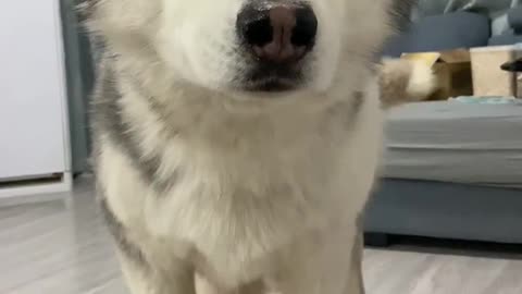 Cute husky