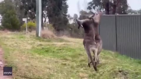 Animal funny videos