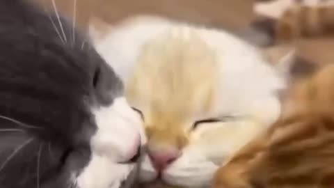😂🤣 The Hilarious Slap is Too Funny! | FunFM