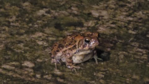 American Toad.