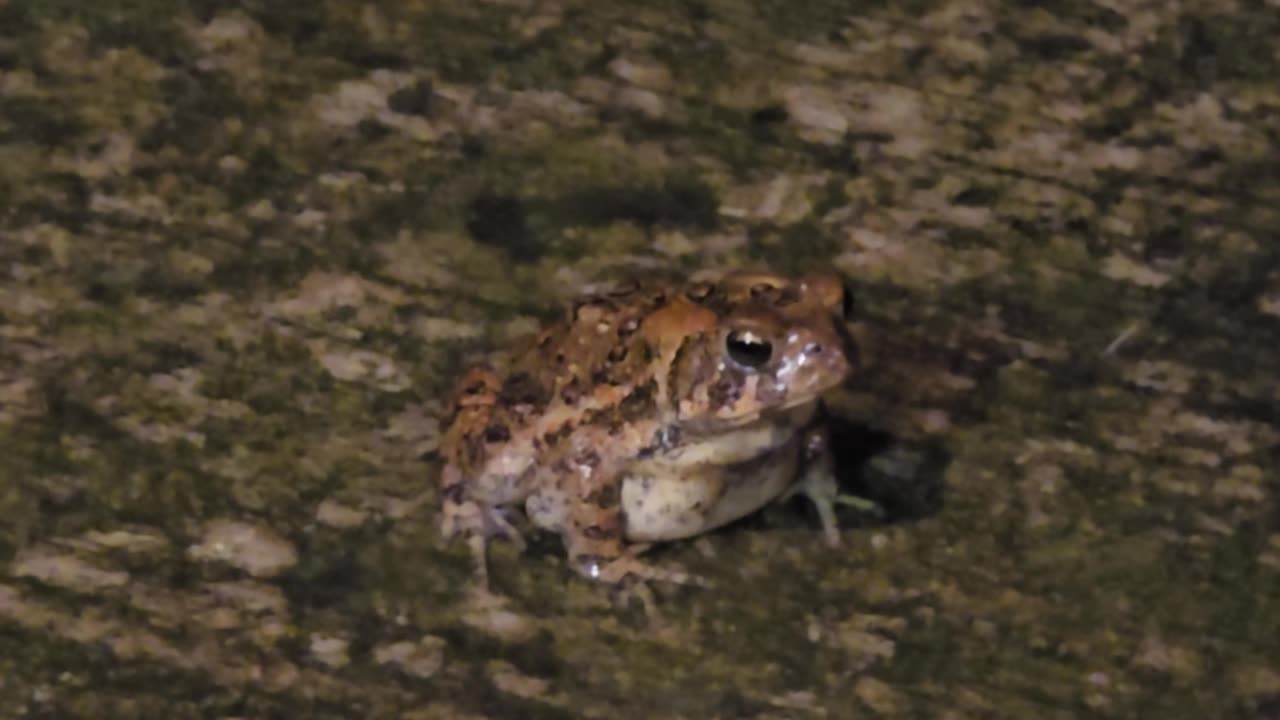 American Toad.