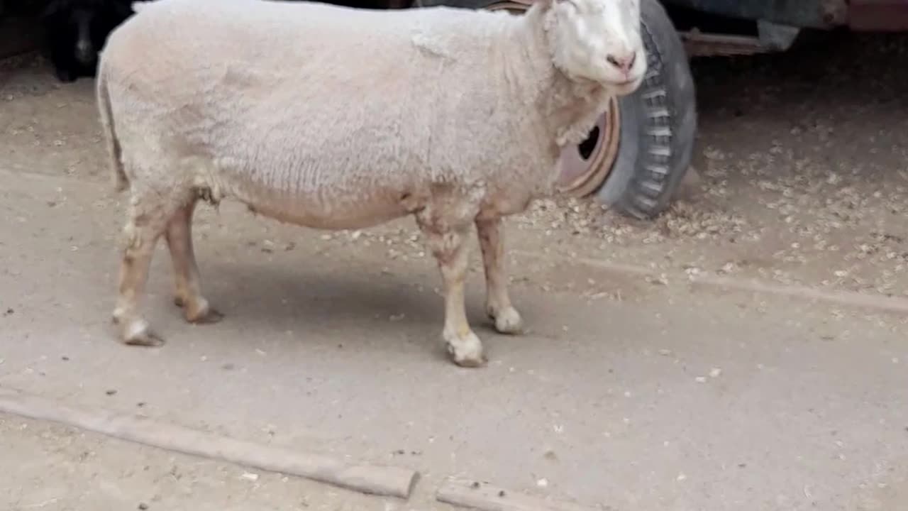 sheep