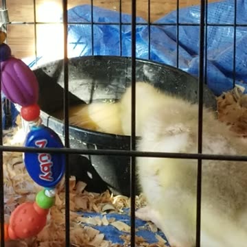 "Oh hai, I didn't notice you there!" #SparklegleamFarm #Lemongrab #farm #geese #farmanimals #cute