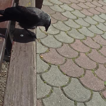 Jackdaw part 1 - Want some bacon?