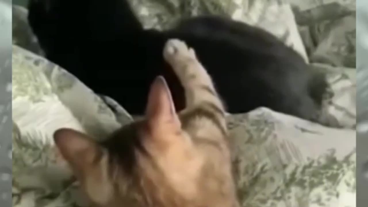 cat ach#
