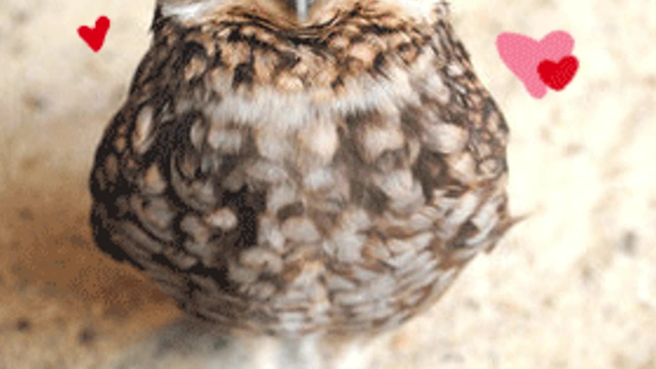 "Do NOT Touch My Owl… He Bites!" 🦉💥