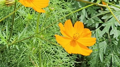 5 mins of Bee chasing