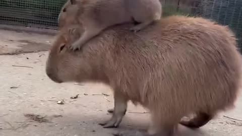 In case you needed to see a smol capy riding a big capy today