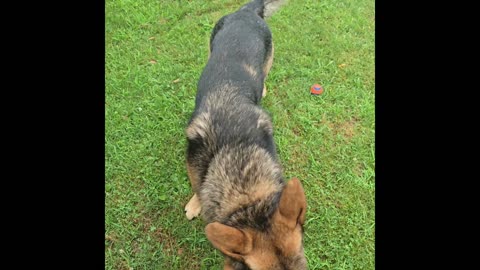 Virgil the sable.