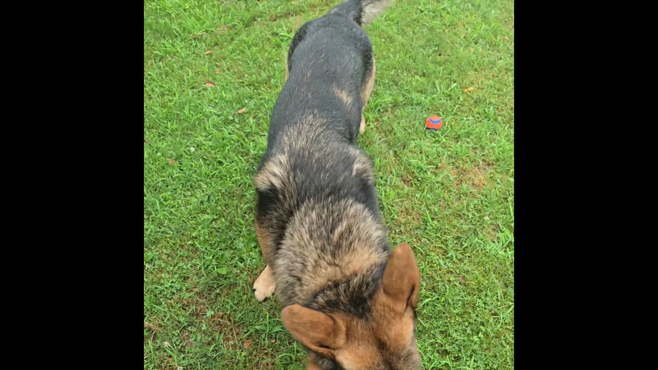 Virgil the sable.