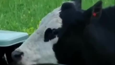 Cow Chewing Wires – Unexpected Farm Fail