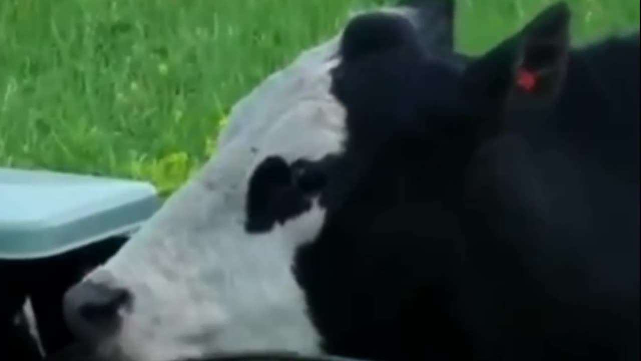 Cow Chewing Wires – Unexpected Farm Fail