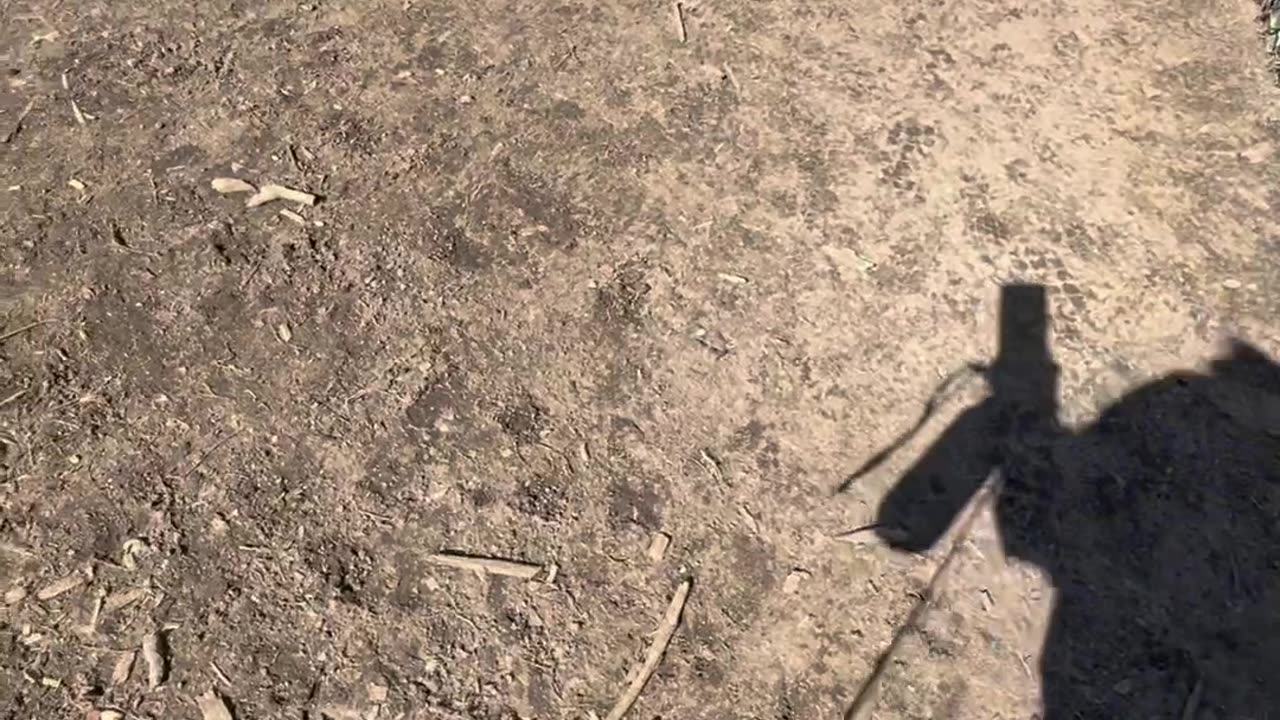Spooked Pupper Runs Into Fence