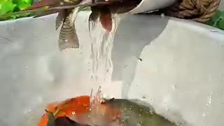 Trending: Really amazing plastic pipe fishing trap #fishingtrap #fishvideo #shor