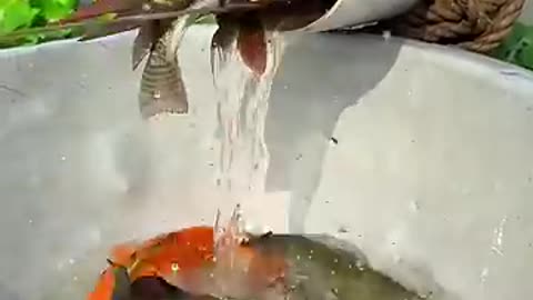 Trending: Really amazing plastic pipe fishing trap #fishingtrap #fishvideo #shor