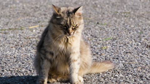 Cute Animal Ep58