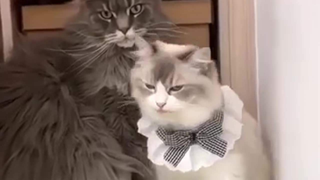 My Cat Romance | Funny Animal Videos Creative Commons .IHMWrASlBC4