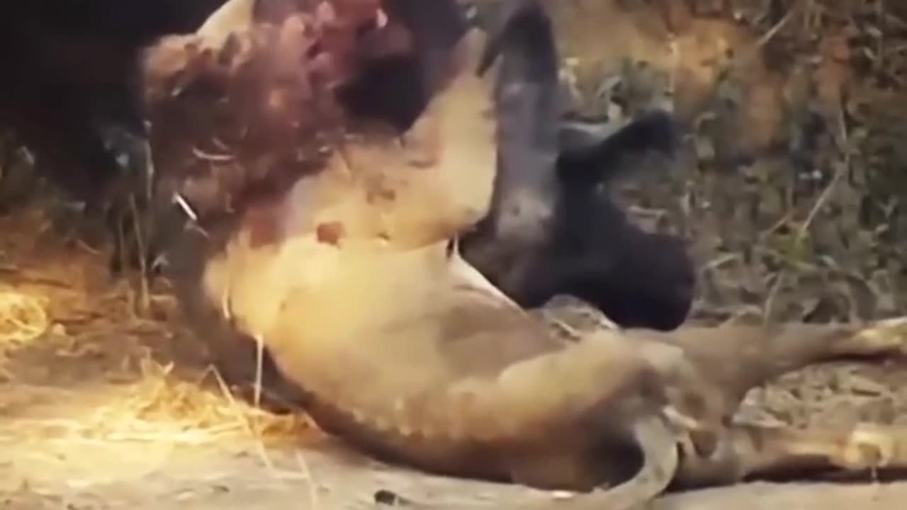 Buffalo kills Lion To Death