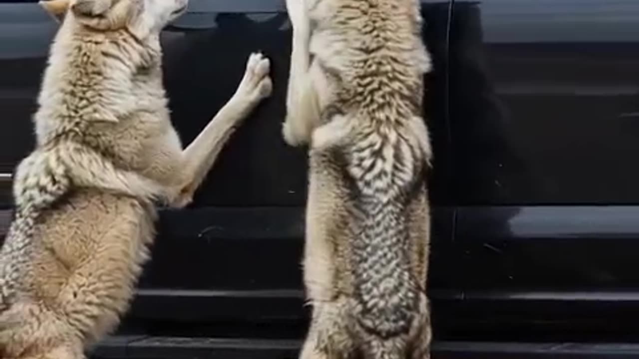 Very Helpful video