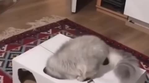 Adorable Cats & Playful Pets | Cutest Video Ever! 😻🐶