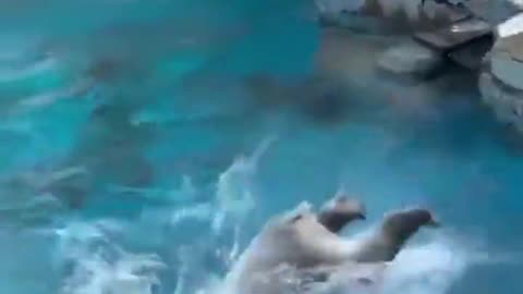 Bear play with canister