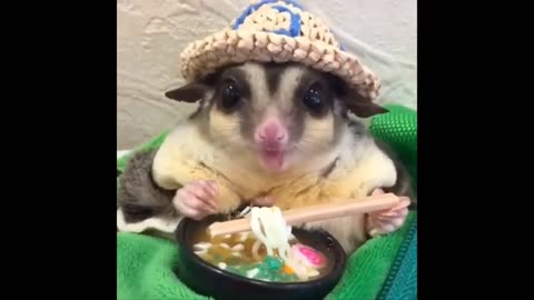 Fun animal
