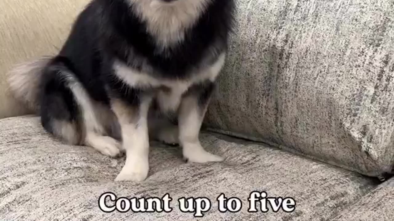 Dogs > Cats