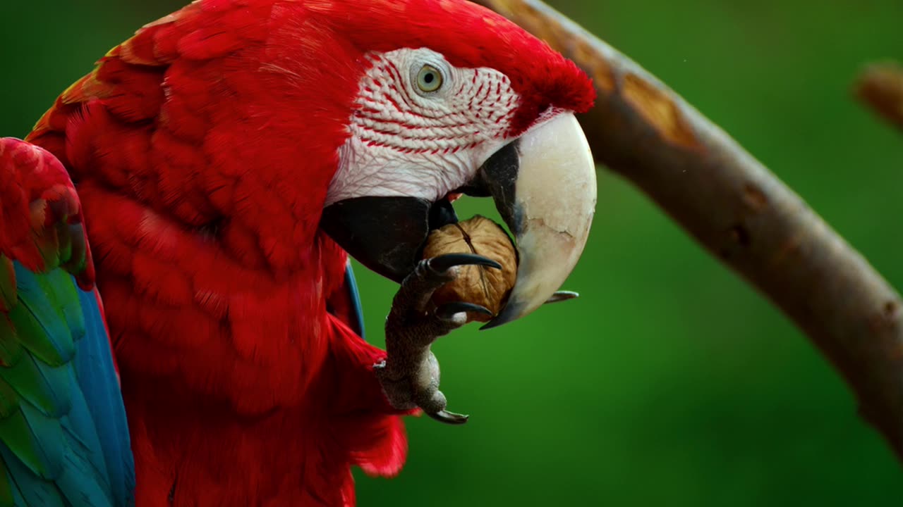 Three dreams: Goldfish, coming to Jesus, and God destorys the wicked