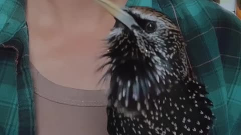 Love All Life Always #106 - Astounding Variety Of Sounds In This Gorgeous Bird