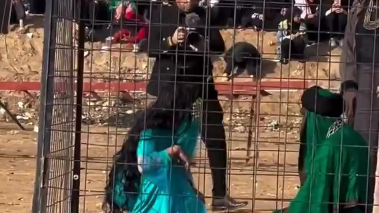 What kind of culture does this?