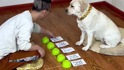 狗子食盆都准备好了，这是有备而来啊 The dog's food basin is ready. He came prepared.