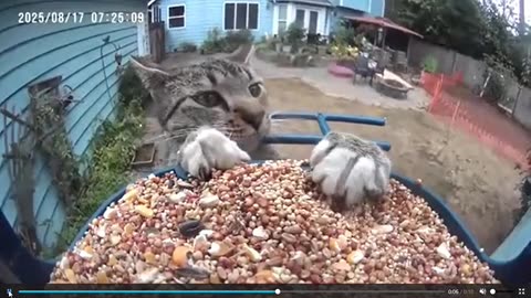 🐾😂 You Won't Believe This Adorable Animal Fail! | FunFM