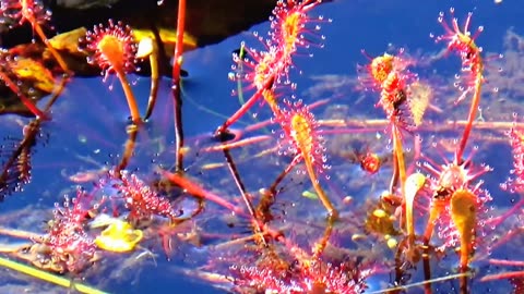Round-leaved sundew