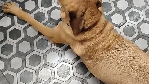 😂🐶 This Dog's Grooming Adventure Will Make You Laugh! | FunFM
