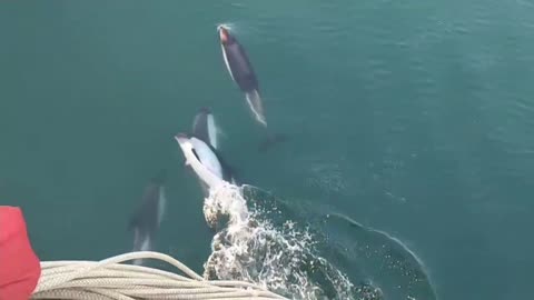 Dolphin in the south Atlantic
