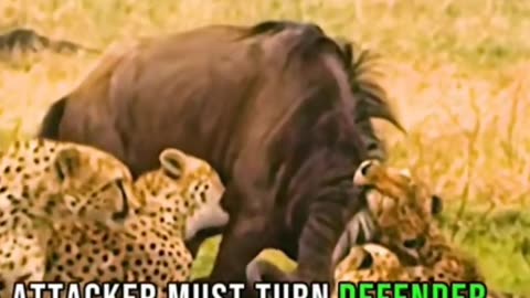 Wildlife animals #trending video #foryou #fyp
