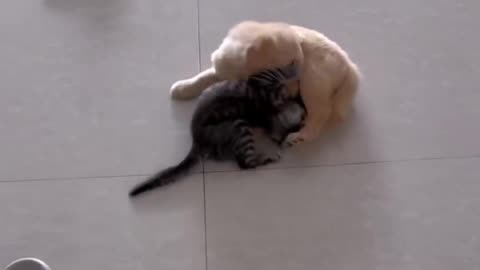 Attack.. 😂