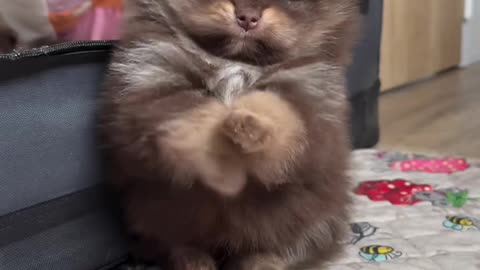 Tiny Fluffy Puppy That Melts Hearts – Un cățel mic și pufos, frumos foc! 🐶💖✨