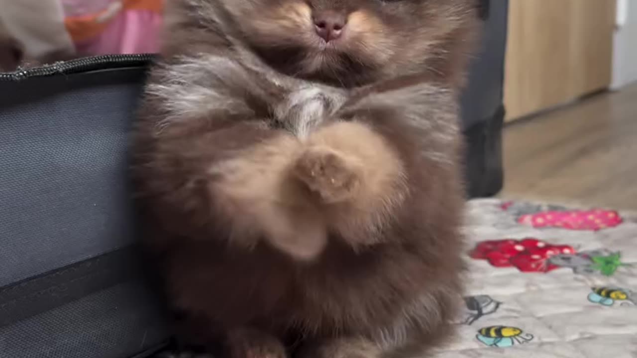 Tiny Fluffy Puppy That Melts Hearts – Un cățel mic și pufos, frumos foc! 🐶💖✨