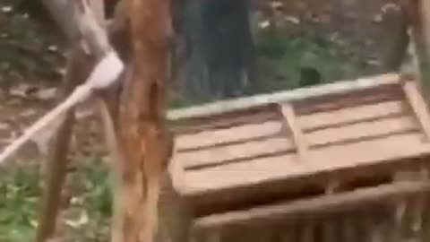 funny animals video 2021